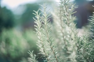Tea Tree azione purificante