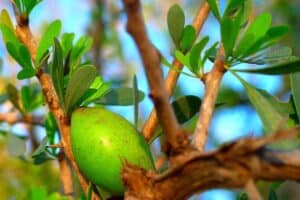 Olio di Argan BIO azione nutritiva ed anti-age