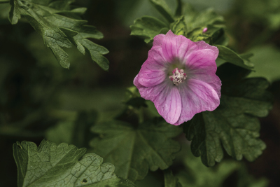 Malva BIO azione idratante