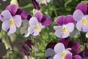 Viola del Pensiero BIO