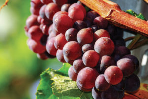 Vite Rossa BIO azione antiossidante
