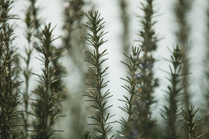 Olio Essenziale da Rosmarino